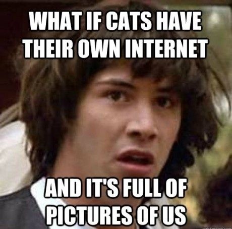 google.ro What-If-Cats-Had-Their-Own-Internet-15890