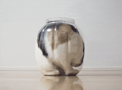google.ro kitty-keeps-spinning-animated-gif