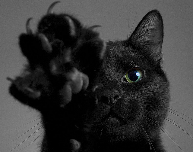Black-cat-black-cats-cat-cat-claws-cat-paw-Favim.com-242281