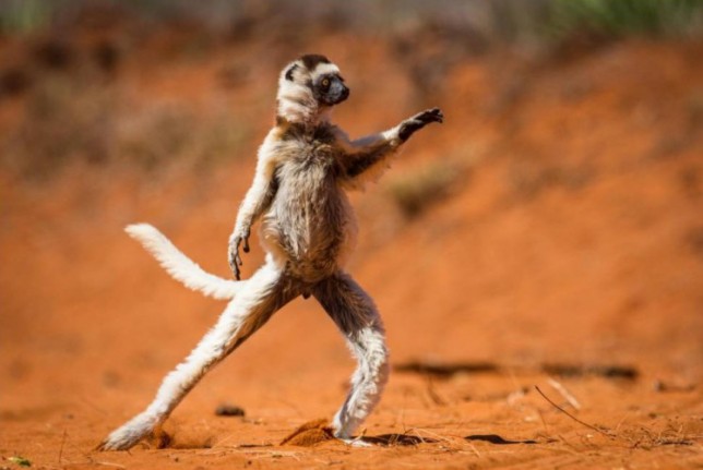 Dancing lemur